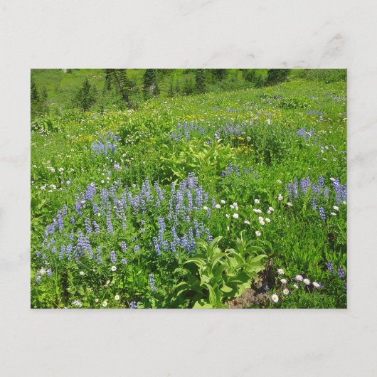 De wilde bloemen op Mount Rainier Briefkaart (Voorkant)