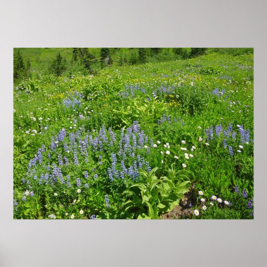 De wilde bloemen op Mount Rainier Poster (Voorkant)