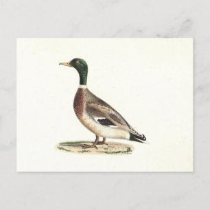 De wilde eend (Anas platyrhynchos) Briefkaart
