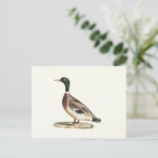 De wilde eend (Anas platyrhynchos) Briefkaart (Staand voorkant)