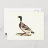 De wilde eend (Anas platyrhynchos) Briefkaart (Voorkant / Achterkant)