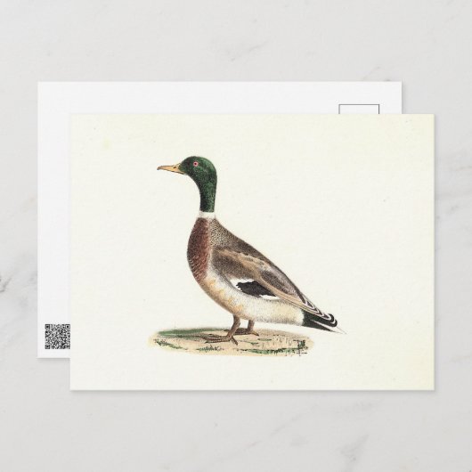 De wilde eend (Anas platyrhynchos) Briefkaart (Voorkant / Achterkant)