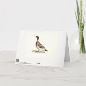 De wilde eend (Anas platyrhynchos) Kaart (Achterkant)