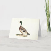 De wilde eend (Anas platyrhynchos) Kaart (Voorkant)