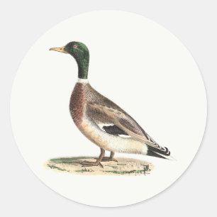 De wilde eend (Anas platyrhynchos) Ronde Sticker