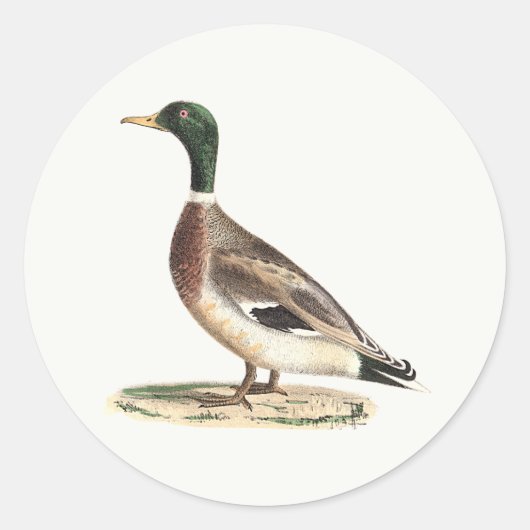 De wilde eend (Anas platyrhynchos) Ronde Sticker (Voorkant)