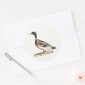 De wilde eend (Anas platyrhynchos) Ronde Sticker (Envelop)