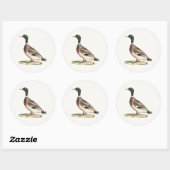 De wilde eend (Anas platyrhynchos) Ronde Sticker (Vel)