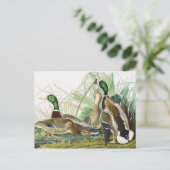 De wilde eend Audubon vogelschilderij Briefkaart (Staand voorkant)