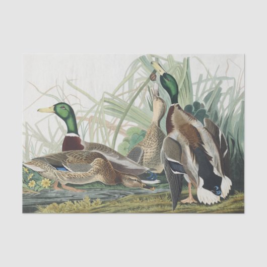 De wilde eend Audubon vogelschilderij Tissuepapier (Voorkant)