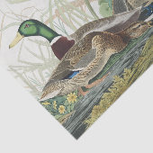De wilde eend Audubon vogelschilderij Tissuepapier (Detail)