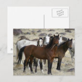 De wilde eenden briefkaart (Voorkant / Achterkant)