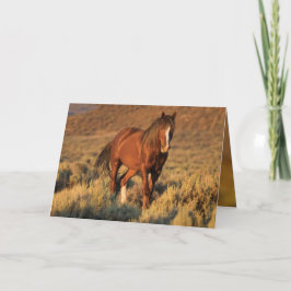 De wilde Hengst van de Zuring bij de Kaart van het