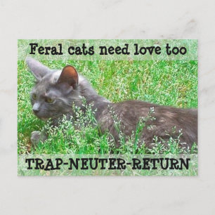 De wilde Liefde van de Behoefte van Katten - TNR Briefkaart