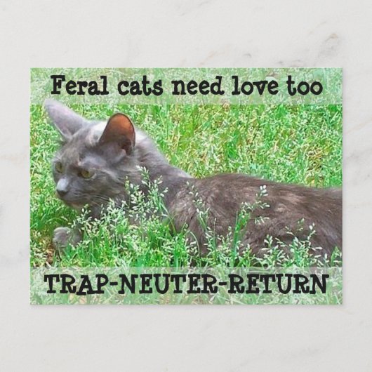 De wilde Liefde van de Behoefte van Katten - TNR Briefkaart (Voorkant)