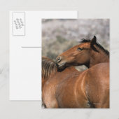 De wilde Paarden van de Mustang wat betreft Briefkaart (Voorkant / Achterkant)
