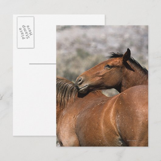 De wilde Paarden van de Mustang wat betreft Briefkaart (Voorkant / Achterkant)