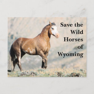 De wilde paarden van het Briefkaart van Wyoming