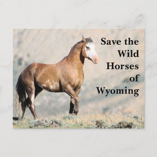 De wilde paarden van het Briefkaart van Wyoming (Voorkant)