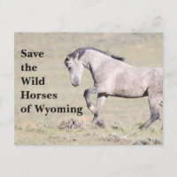 De wilde paarden van het Briefkaart van Wyoming
