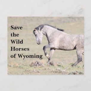 De wilde paarden van het Briefkaart van Wyoming