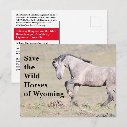 De wilde paarden van het Briefkaart van Wyoming (Voorkant / Achterkant)