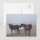 De wilde paarden van het strand van Carova Briefkaart (Voorkant / Achterkant)