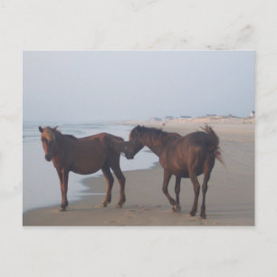 De wilde paarden van het strand van Carova Briefkaart
