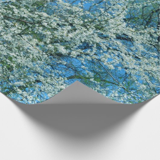 De wilde pruimenboom in bloei cadeaupapier (Hoek)