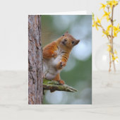 De wilde Rode Spatie van de Foto van de Hooglanden Kaart (Gele Bloem)