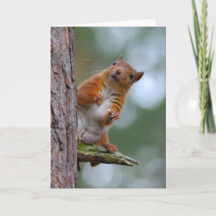 De wilde Rode Spatie van de Foto van de Hooglanden Kaart