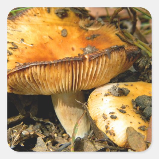 De wilde Sticker van Paddestoelen (Voorkant)