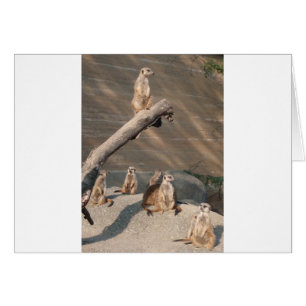 De Wilde Zoogdieren Meerkat van dieren