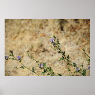 De wildernis van New Mexico Poster