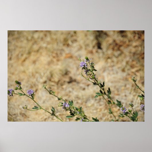 De wildernis van New Mexico Poster (Voorkant)