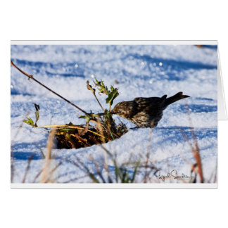 De winter is een moeilijke tijd voor vogels