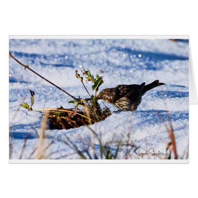 De winter is een moeilijke tijd voor vogels (Voorkant Horizontaal)
