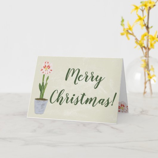 De Winter van de Bloem van de Amaryllis van de Kaart (Gele Bloem)