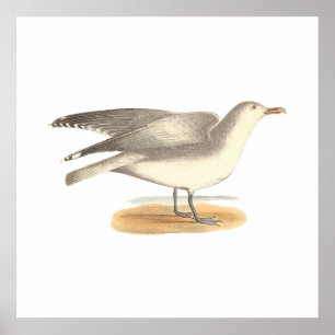 De wintermeeuw (Larus argentatus) Poster