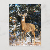 "De winterprins" Briefkaart (Voorkant)