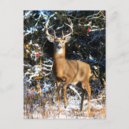 "De winterprins"  Briefkaart (Voorkant)