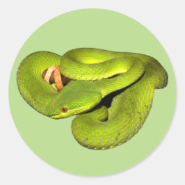 De witlippit adder ronde sticker