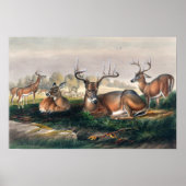 De Witte-Aangedreven Deer Poster (Voorkant)