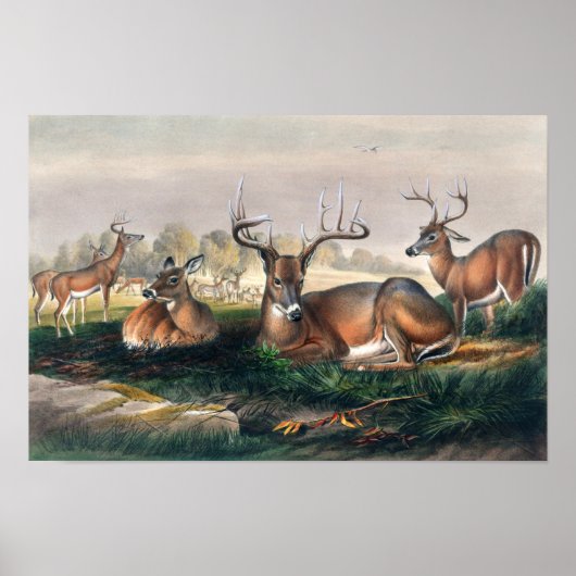 De Witte-Aangedreven Deer Poster (Voorkant)