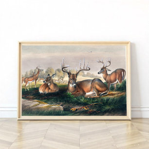 De Witte-Aangedreven Deer Poster