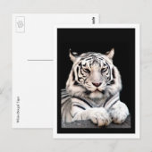 De witte Bengaals tijger Briefkaart (Voorkant / Achterkant)