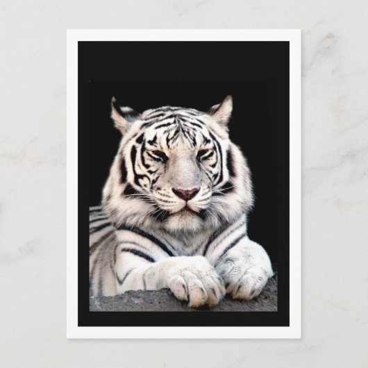 De witte Bengaals tijger Briefkaart (Voorkant)
