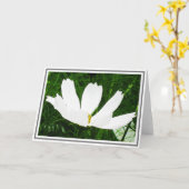 De witte Bloem van de Kosmos tegen Groen Kaart (Gele Bloem)
