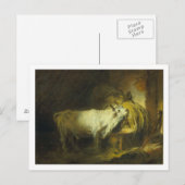De Witte Bull in de Stable (olie op canvas) Briefkaart (Voorkant / Achterkant)