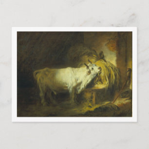 De Witte Bull in de Stable (olie op canvas) Briefkaart